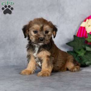 Josie, Shorkie Puppy